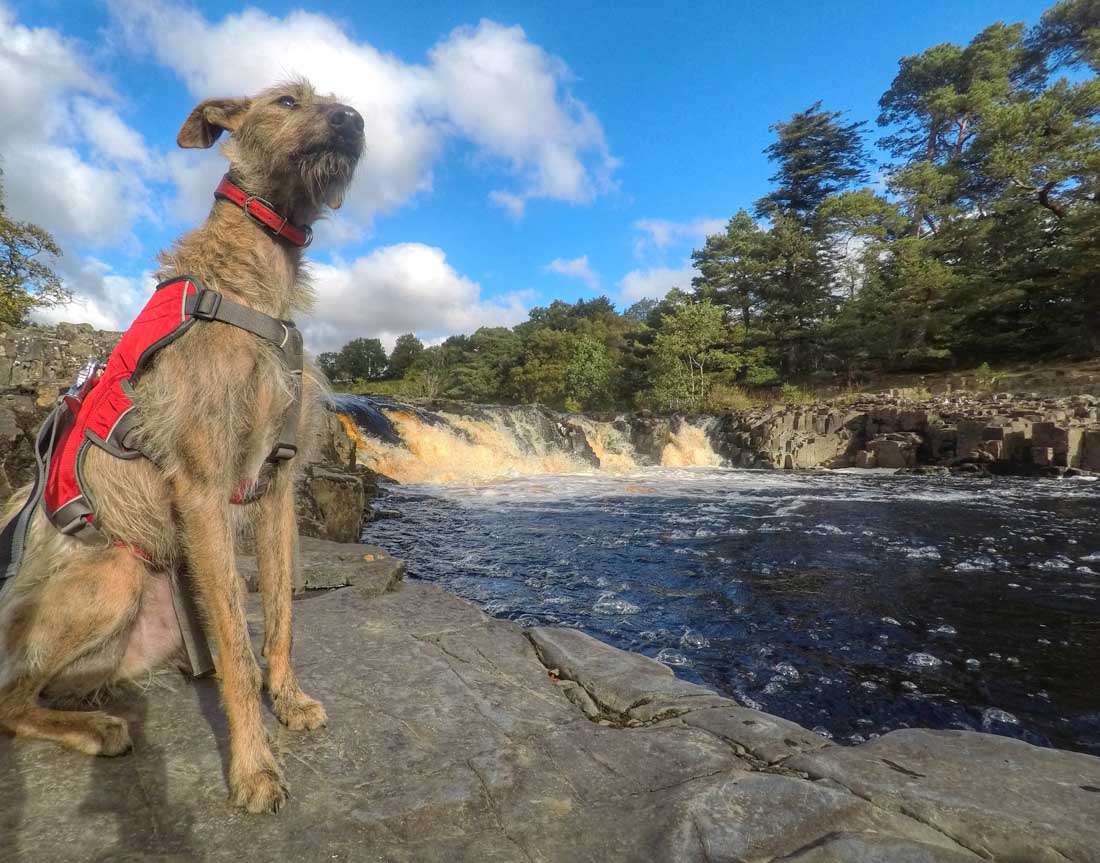 dog on the waterfall walk