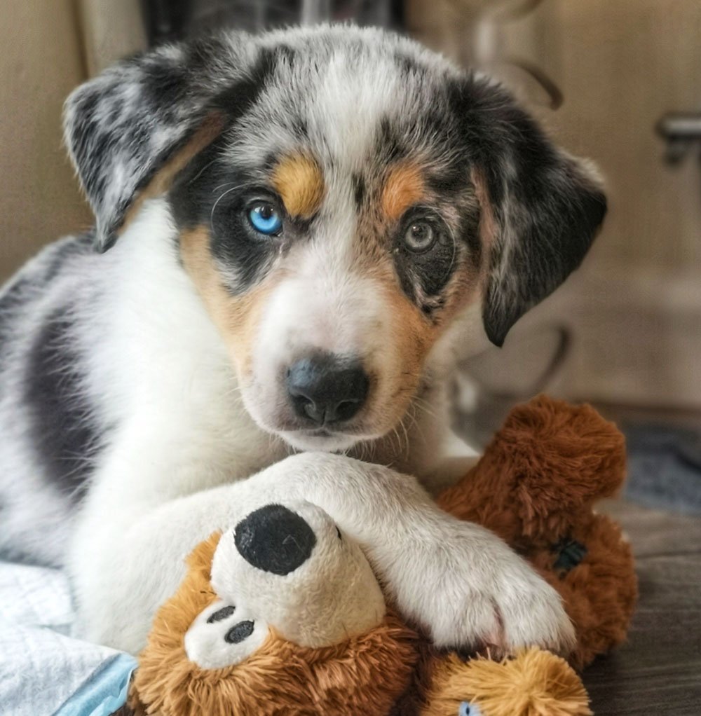 puppy with toy