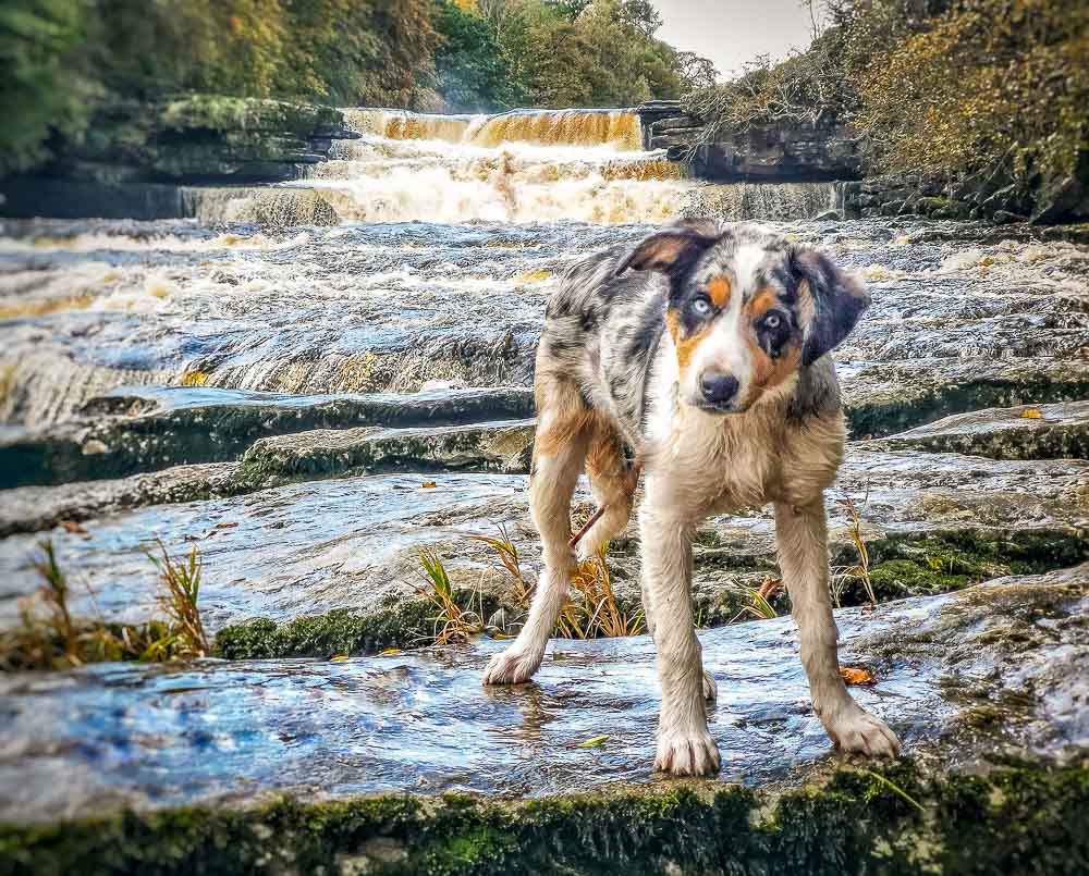 Linn, irish for waterfall