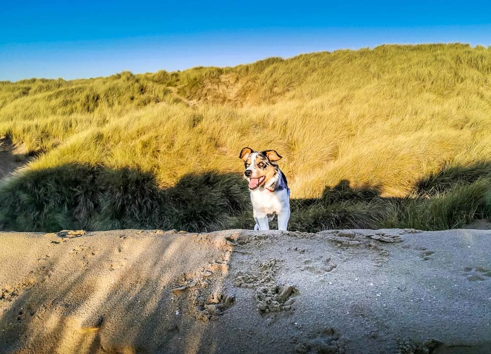 happy dog on the beach