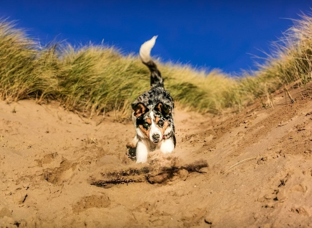 dog running on sand dunes