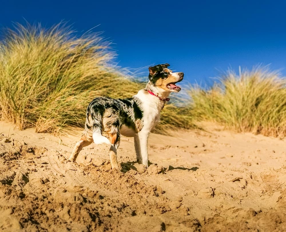 border collie on sand dunes