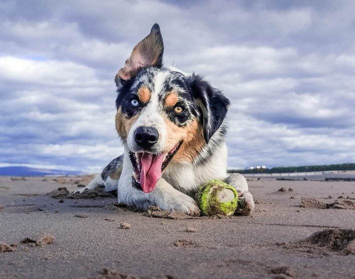 dog with ball