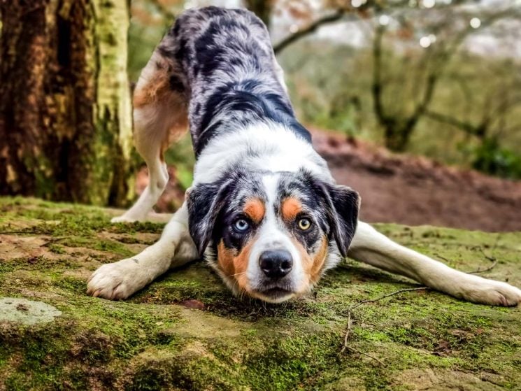 collie stance