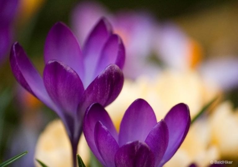 The Crocus: An Early Celebration Of Spring