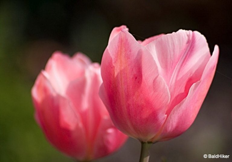 From Turkish Tulip to Dutch Icon