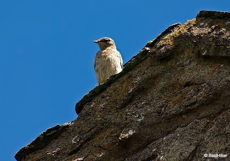 bird on the church