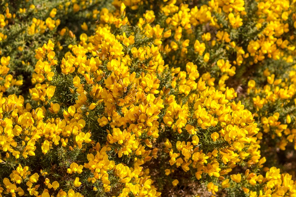 close up yellow gorse