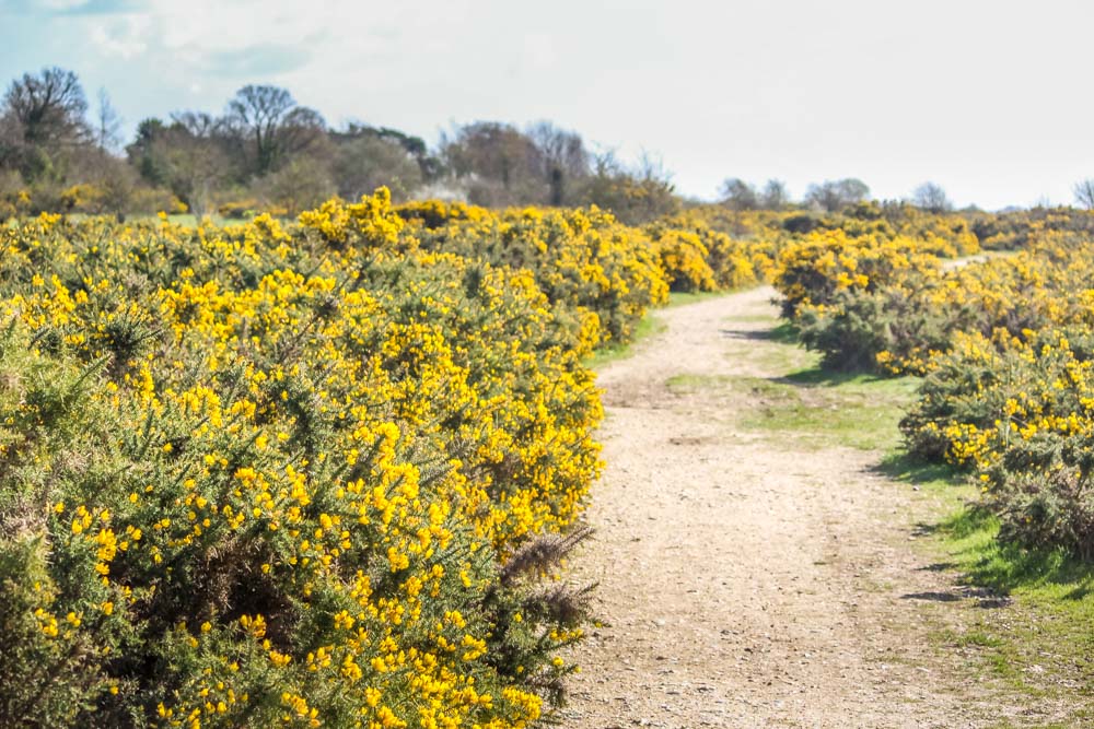 greenham common path and yellow flowers