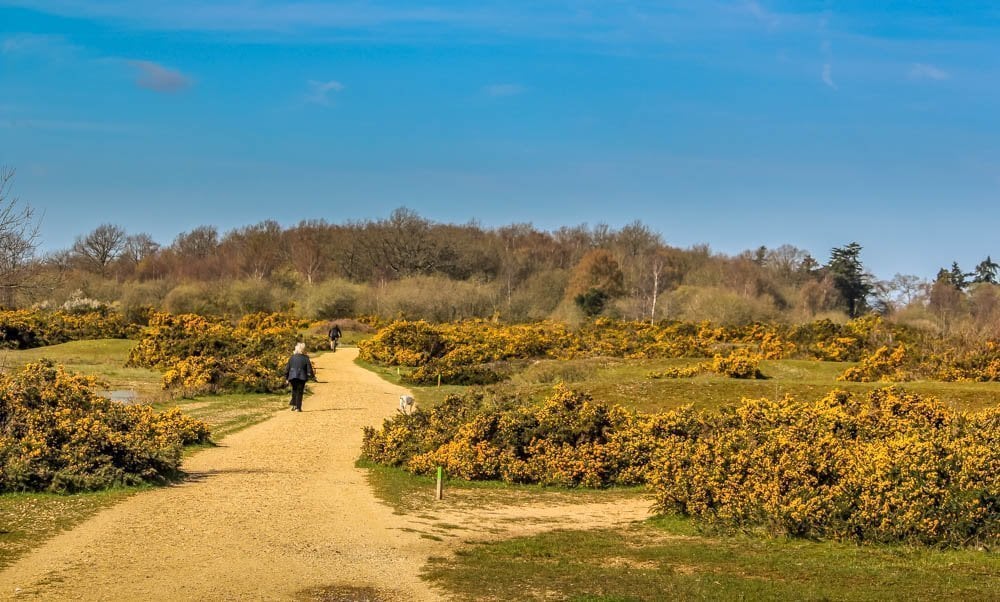 A Walk Around Greenham and Crookham Common, Berkshire