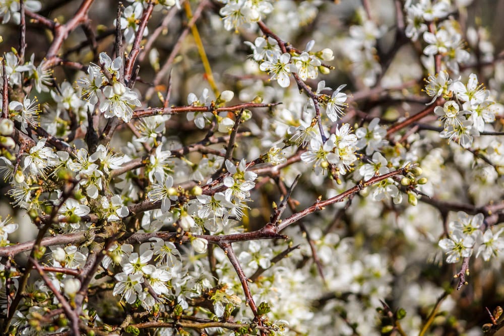 shrubs in bloom