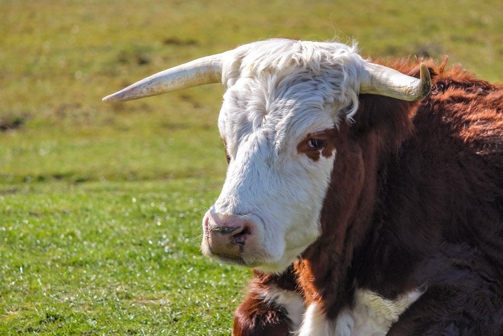 cow at greenham common