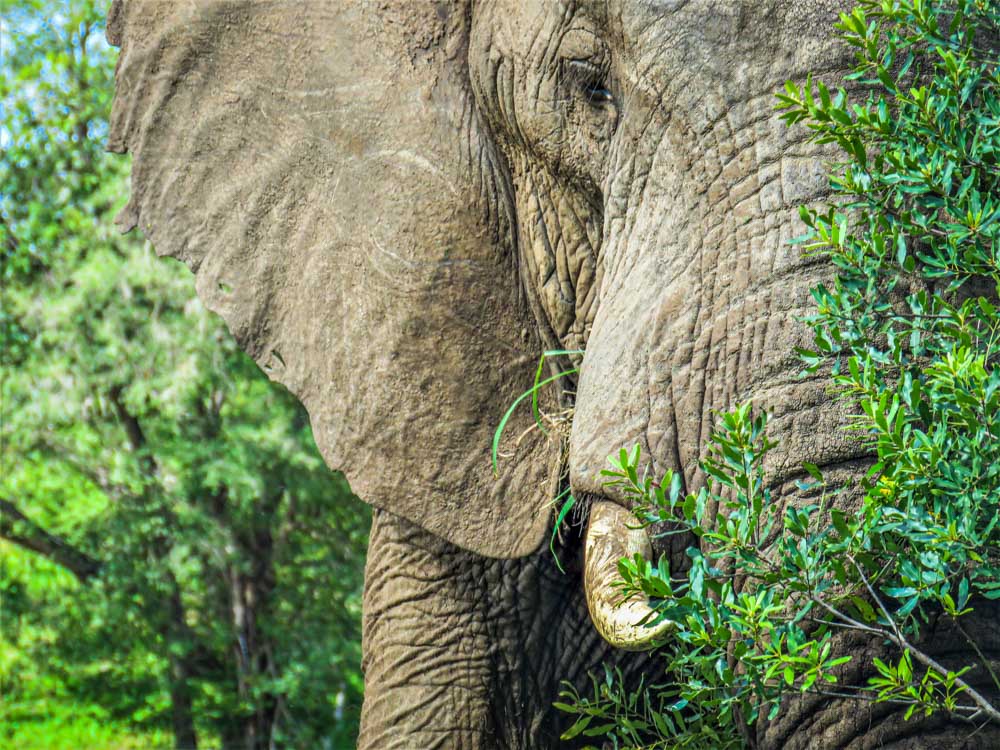 elephant near the tent