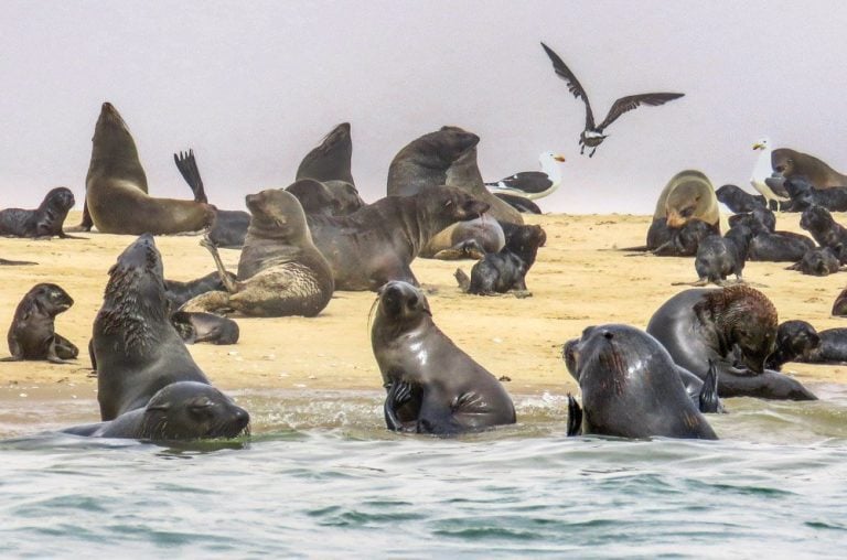 Kayaking With Cape Fur Seals Off The Namibian Coast