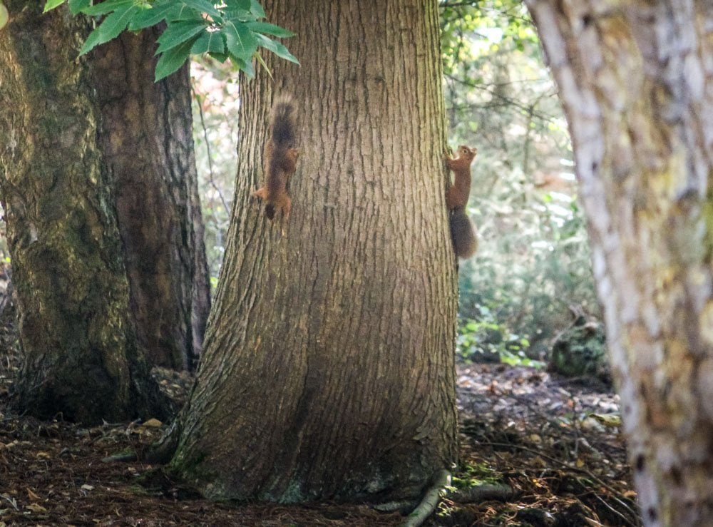 Brownsea Island and The Red Squirrels 8