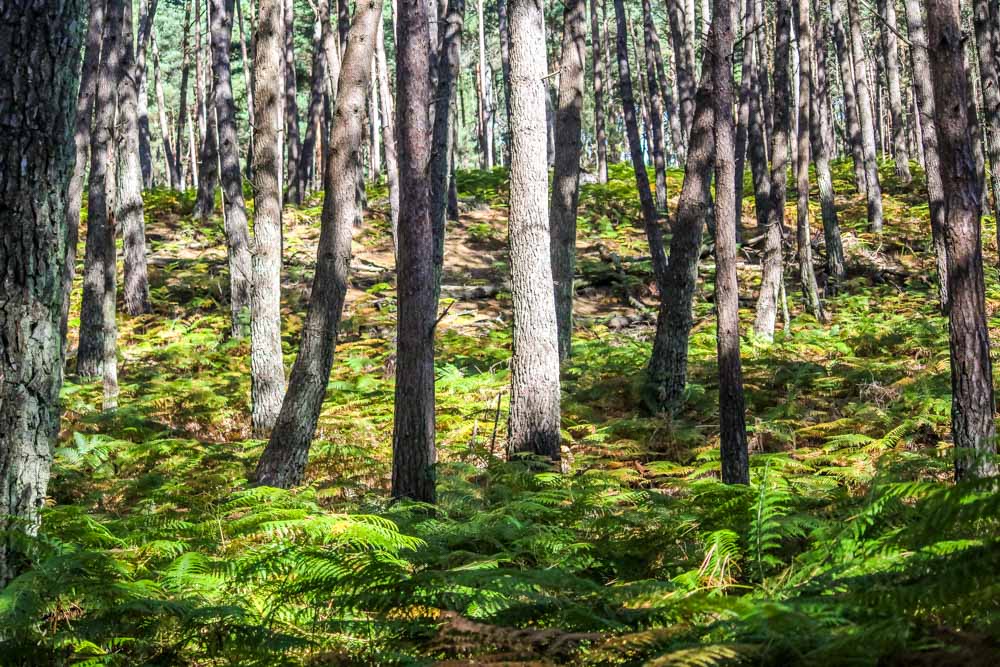 Brownsea Island and The Red Squirrels 15