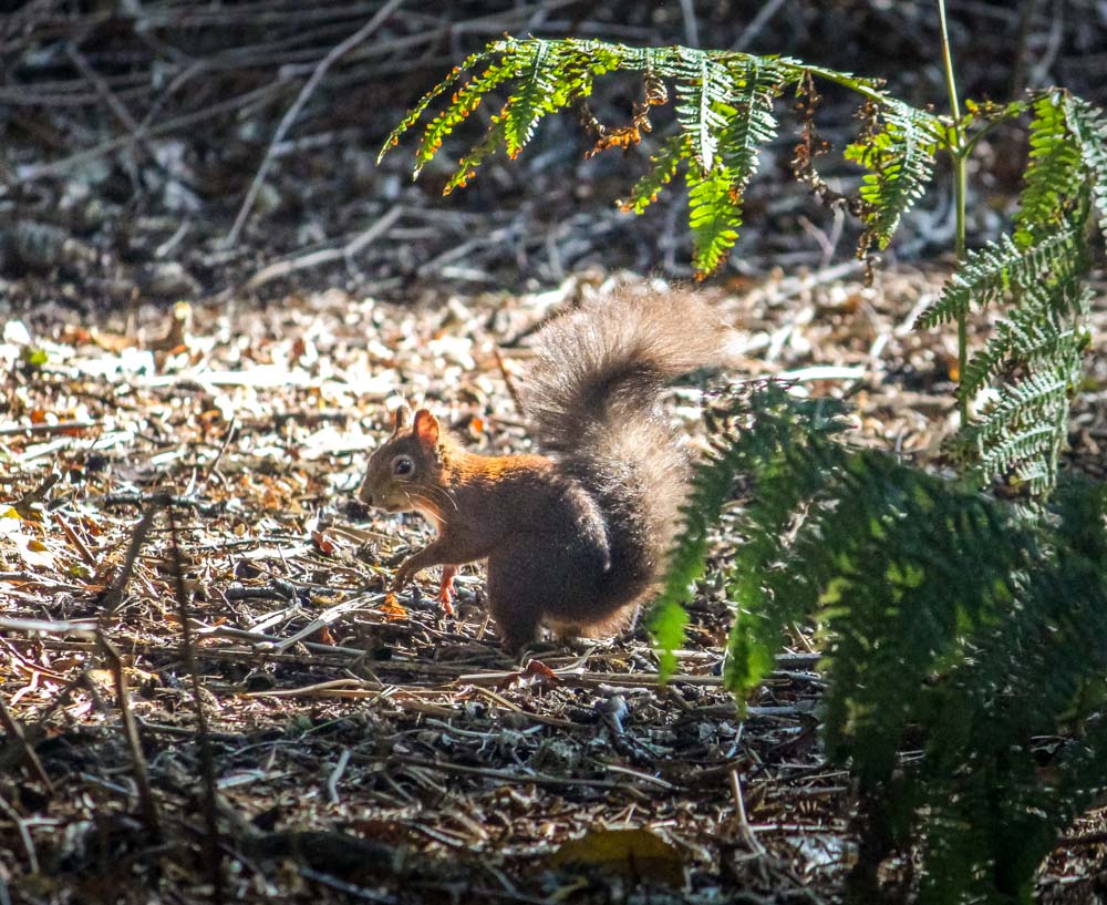 Brownsea Island and The Red Squirrels 14