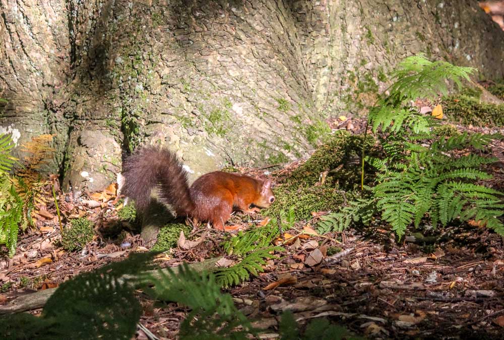 Brownsea Island and The Red Squirrels 10