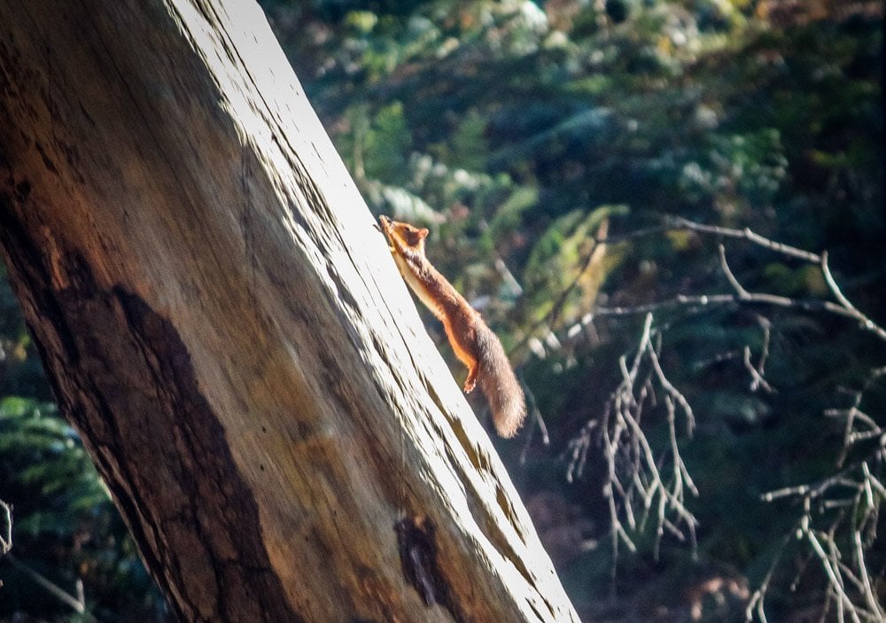 Brownsea Island and The Red Squirrels 9