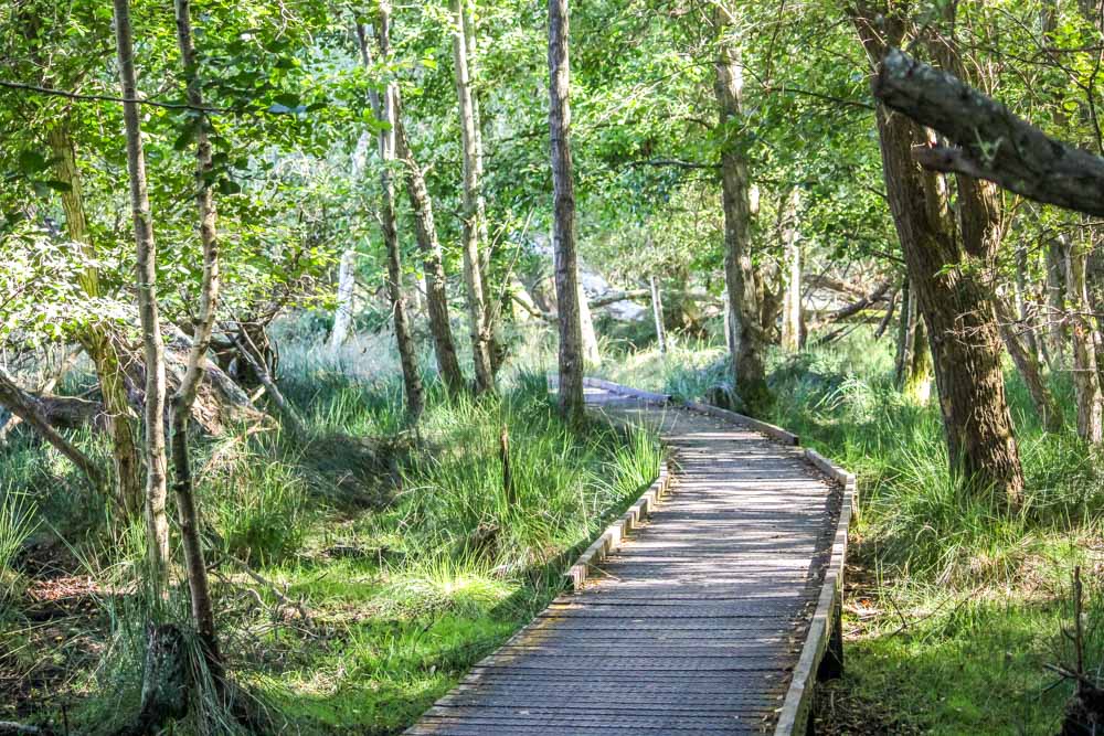 Brownsea Island and The Red Squirrels 4