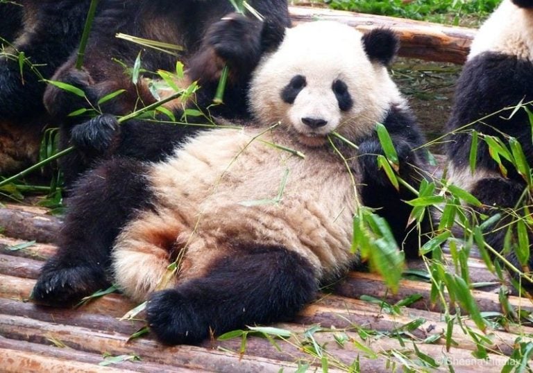 Chengdu Research Base of Giant Panda Breeding