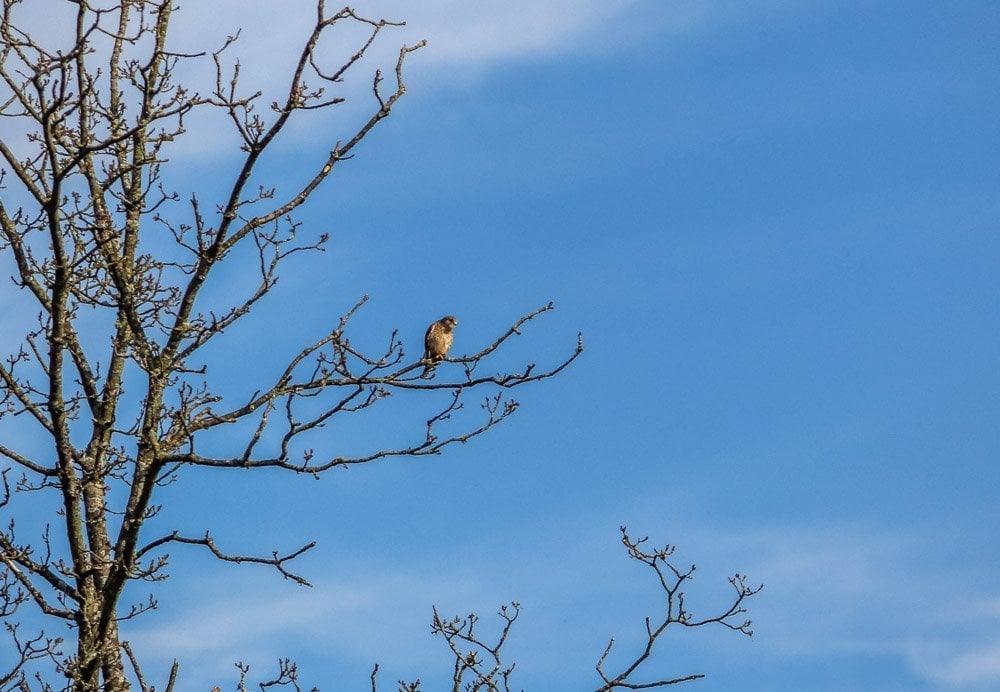 stonechat on tree