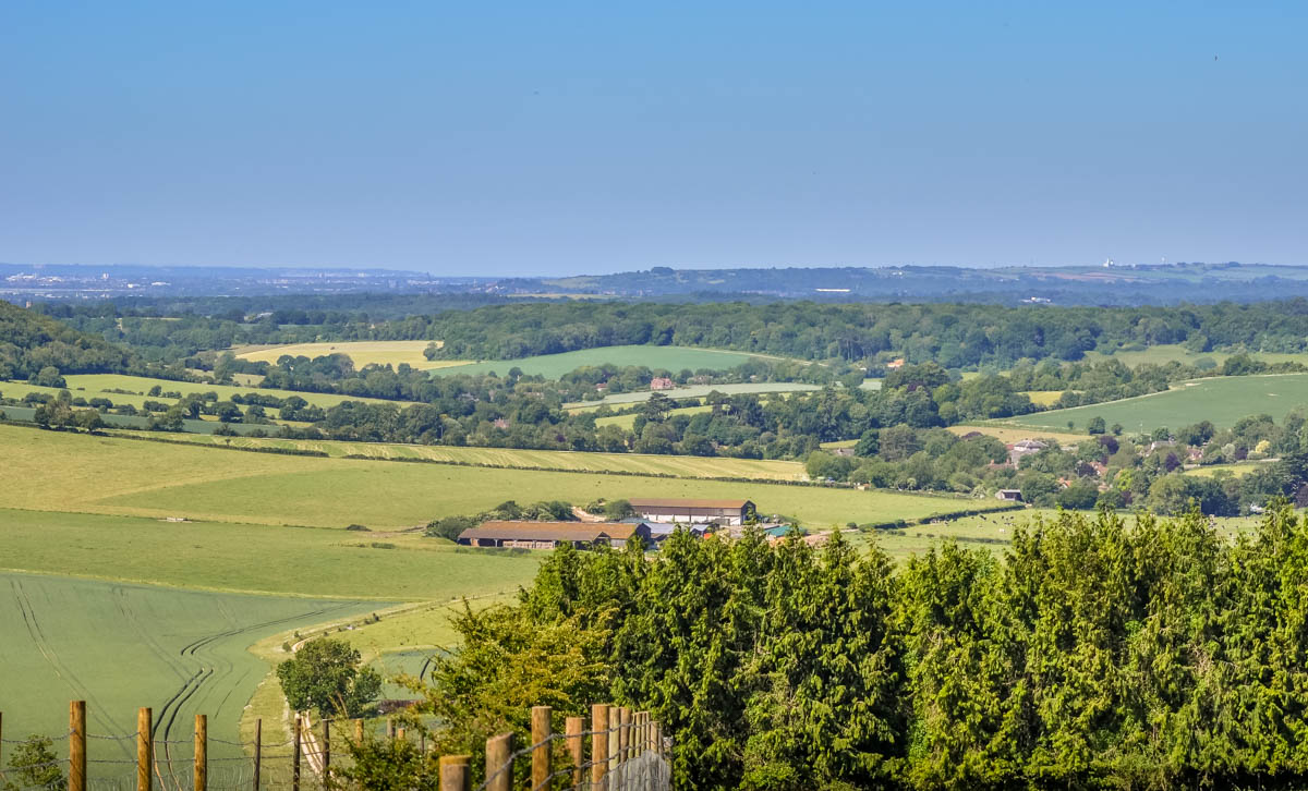 king vale ancient tree walk