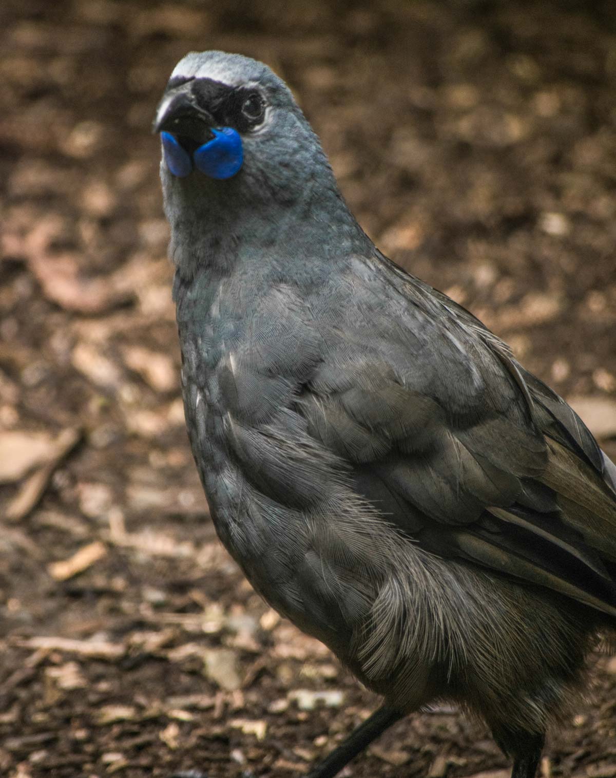 Kahurangi Lokako bird