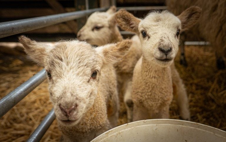 A Look At Lambing Season at Doe Park, Teesdale