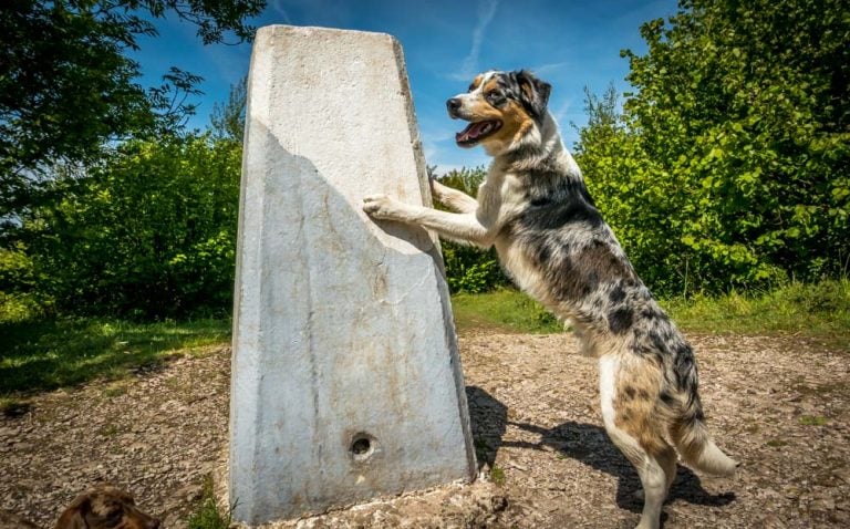 How To Train Your Dog To Pose In Photos