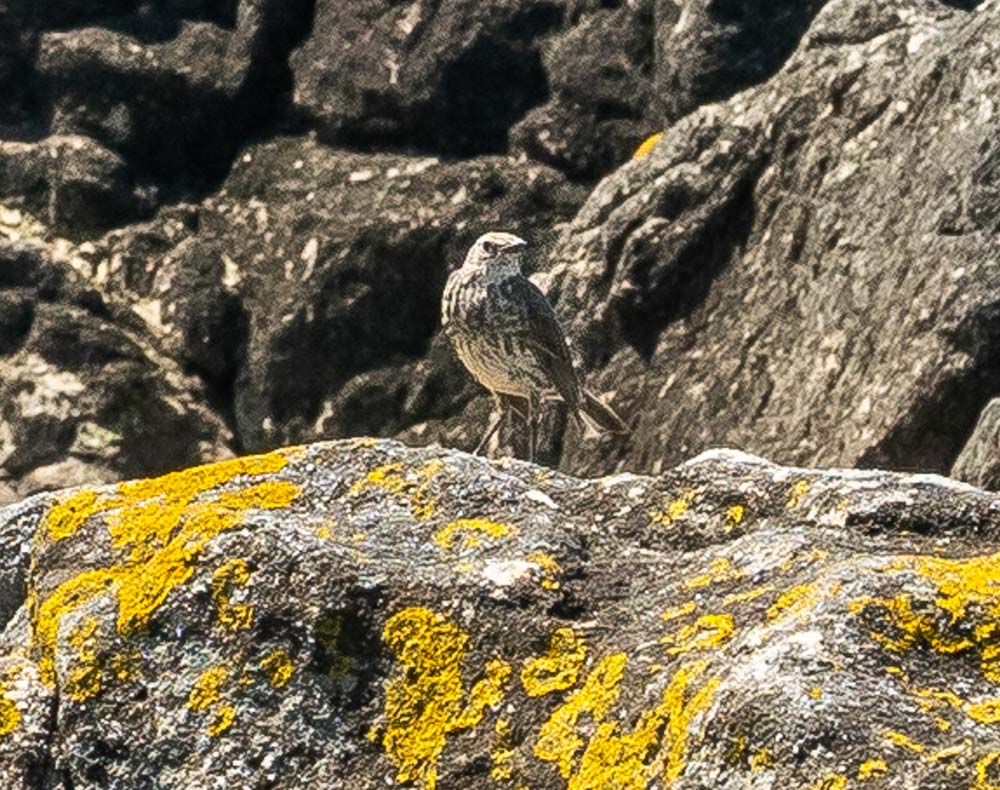 wildlife at heysham