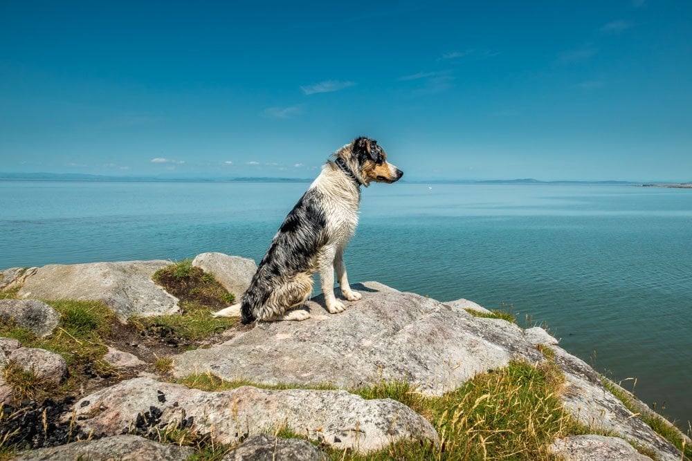 dog friendly cliff walk