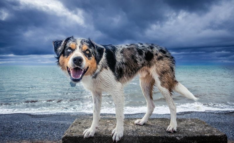 dog on sea wall