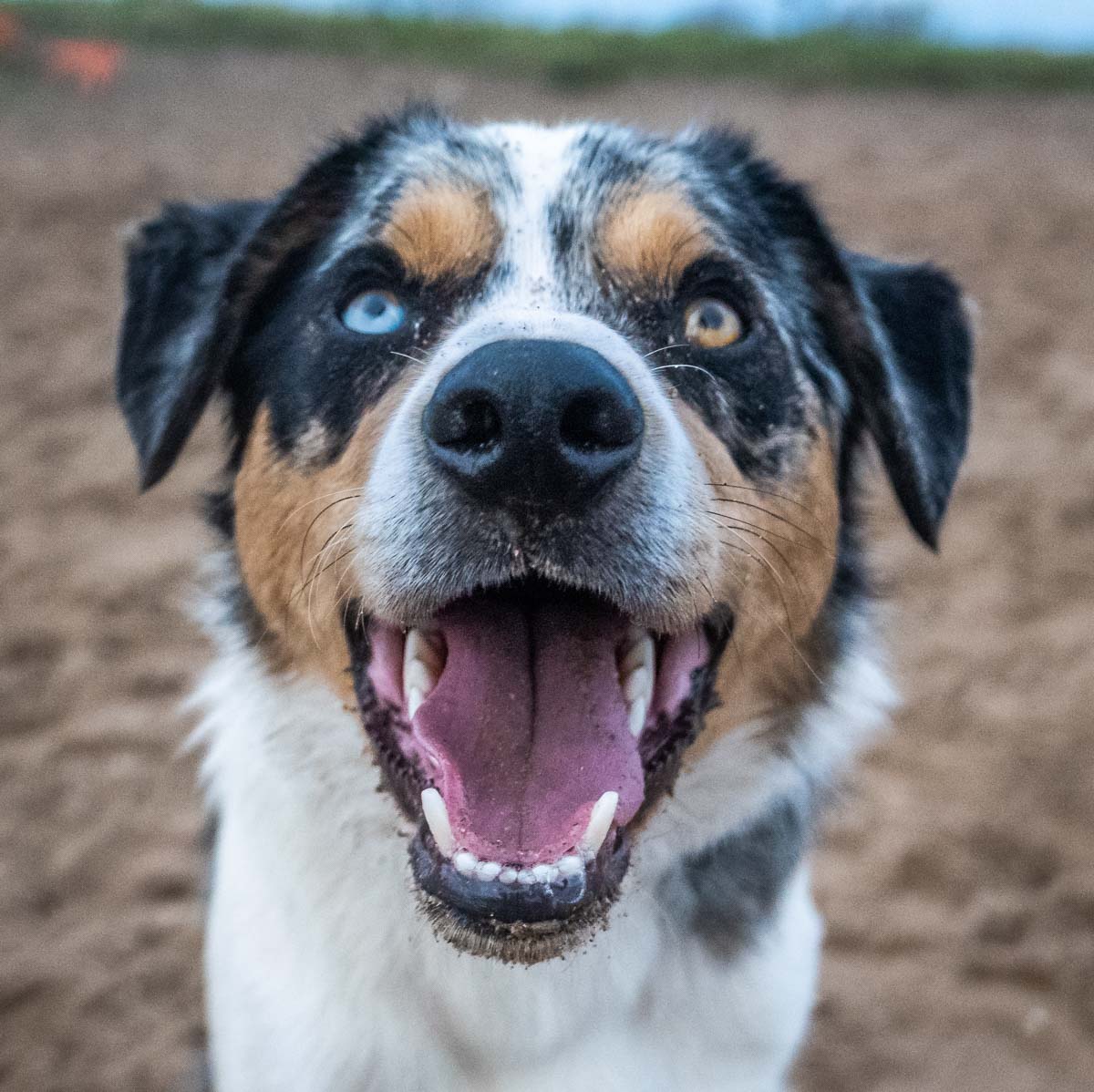 smiling border collie