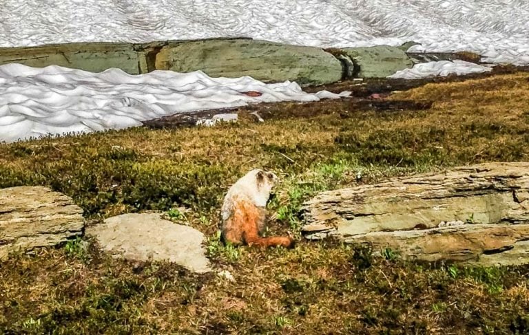 Pikas, Ground Squirrels and Marmots – High Altitude Friends