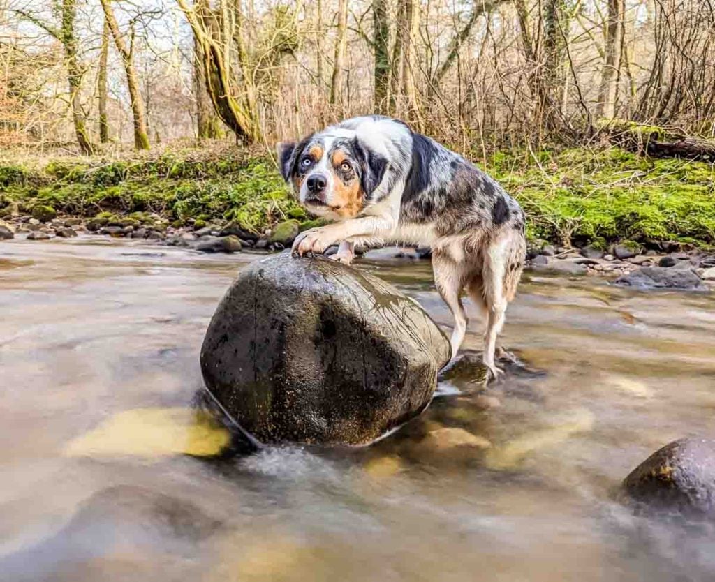 long exposure dog