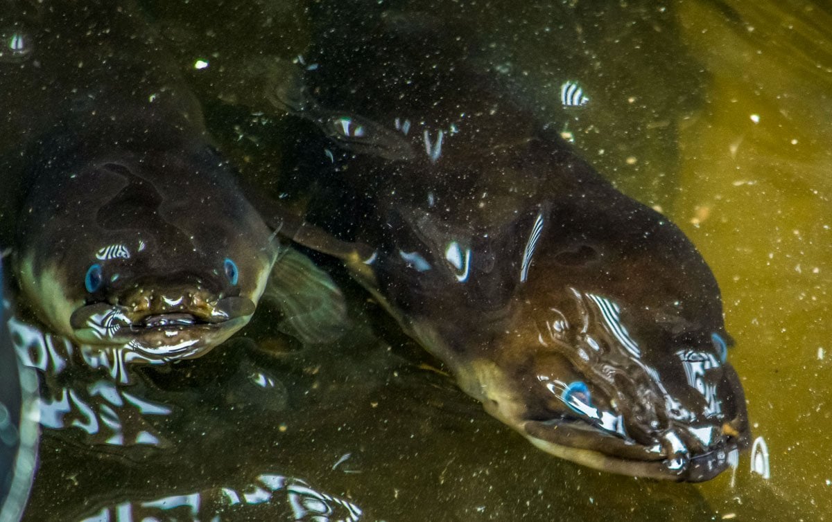 close up long fin eels