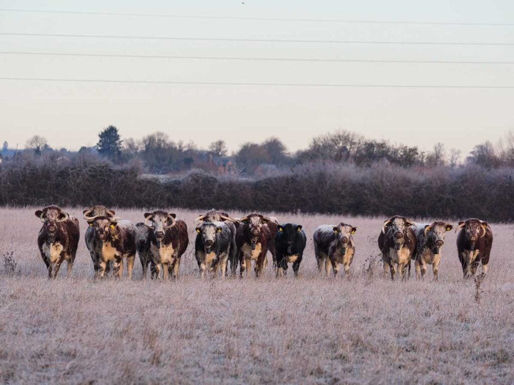 longhorn cattle in Gloucester