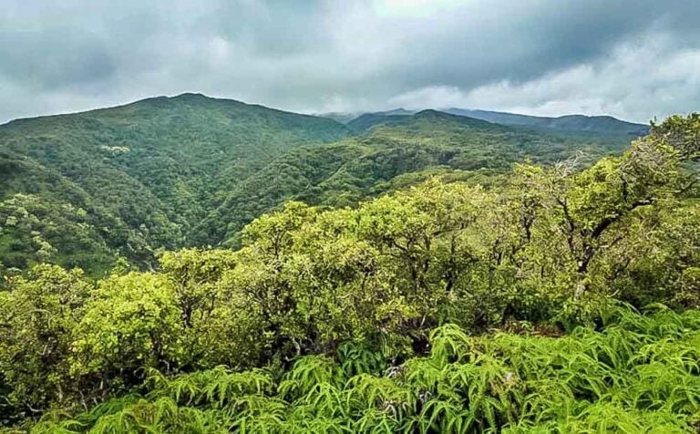 Maui – Hiking The Lush Green of The Mahana and Honolua Ridges