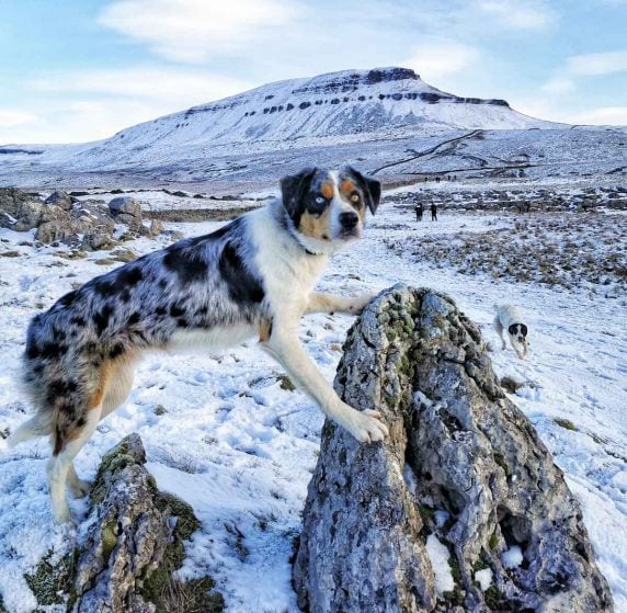 posing dog on mountain