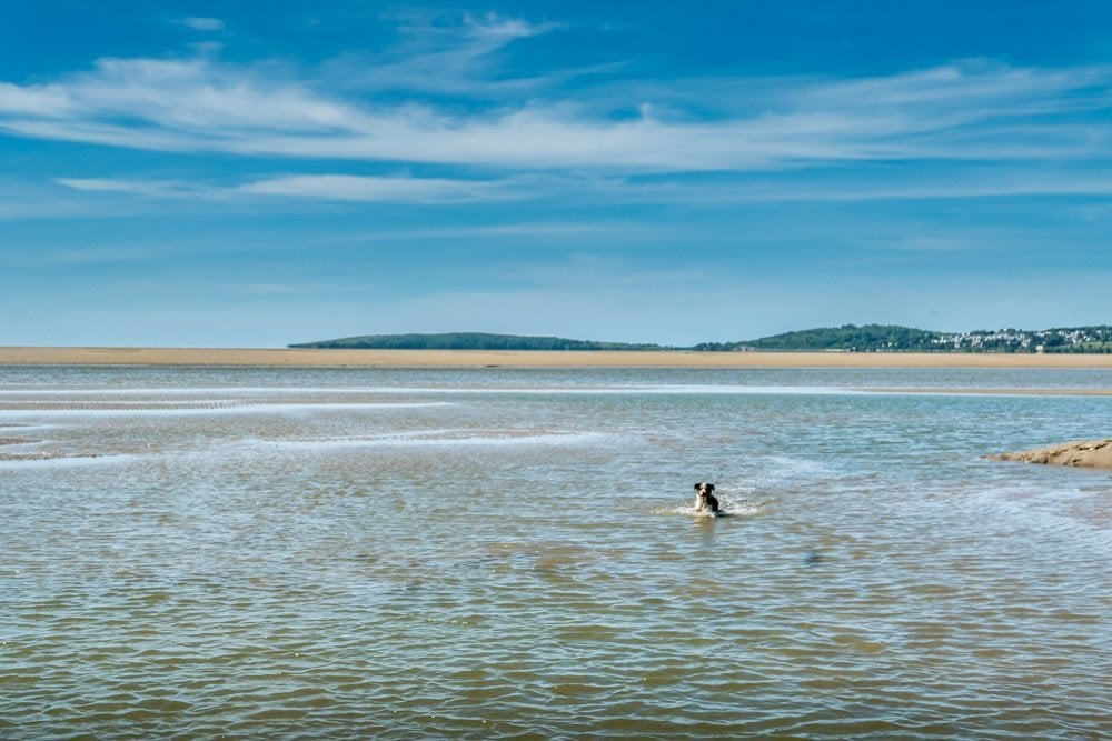 dog swimming at arnside