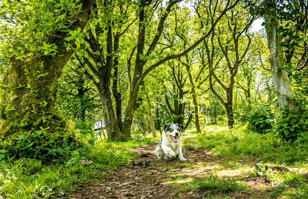 resting in the woods