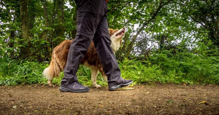 Mammut Ultimate Pro Low GTX Hiking Shoes from Go Outdoors