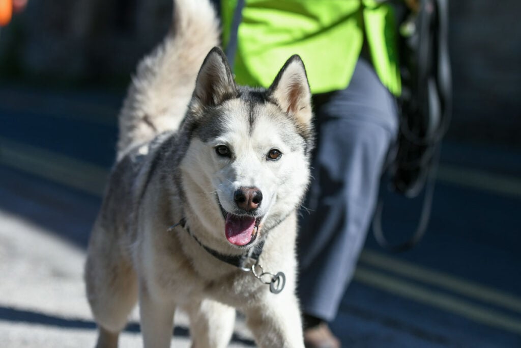 mantrailing husky