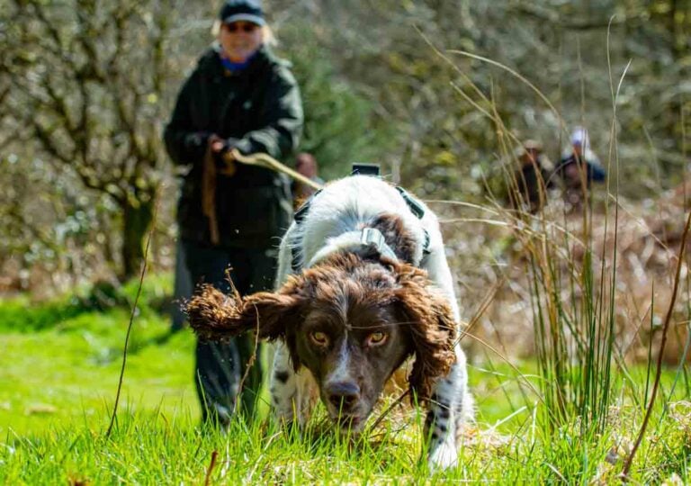 Mantrailing – A Fun Activity For You and Your Dog