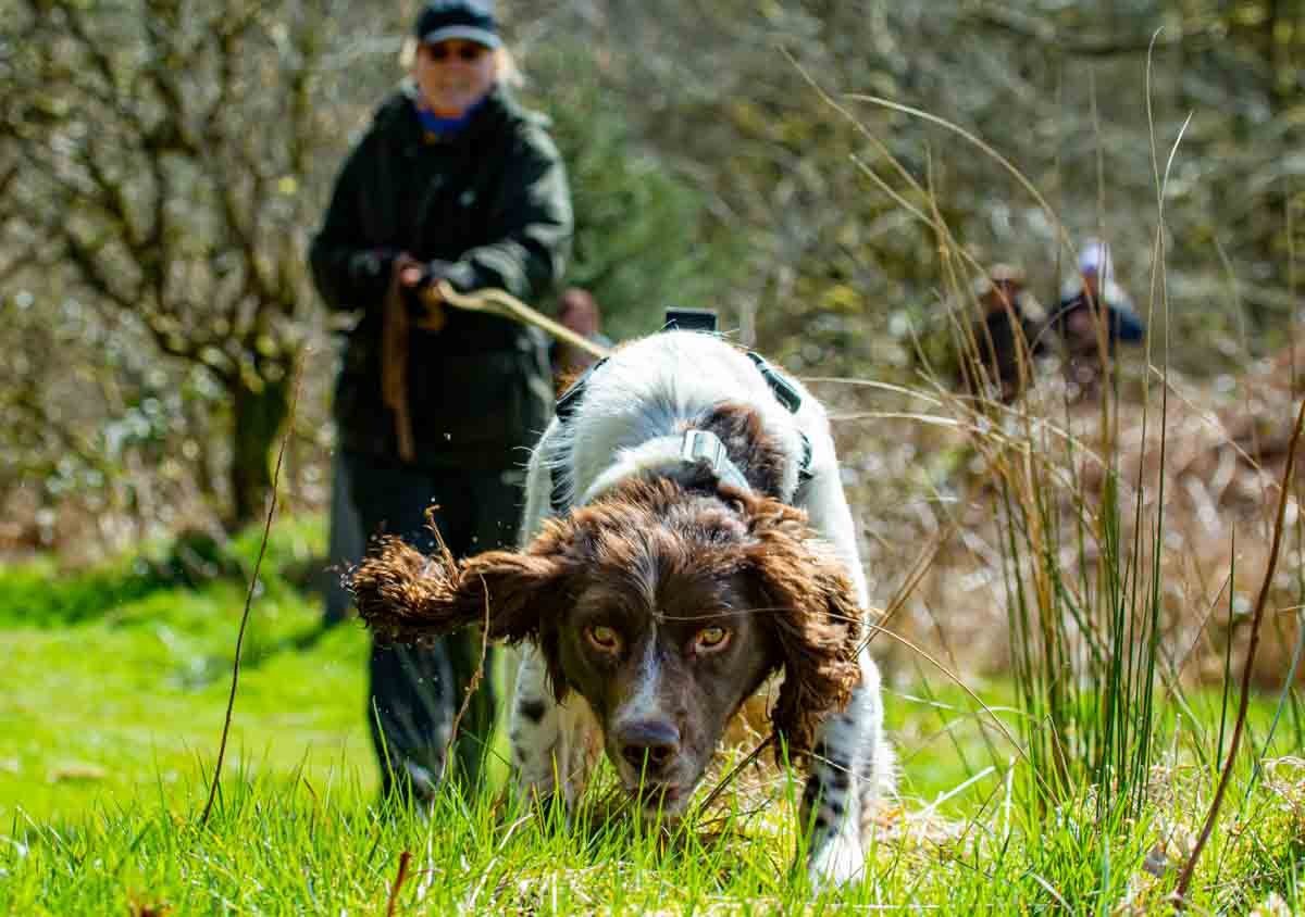 Mantrailing in UK