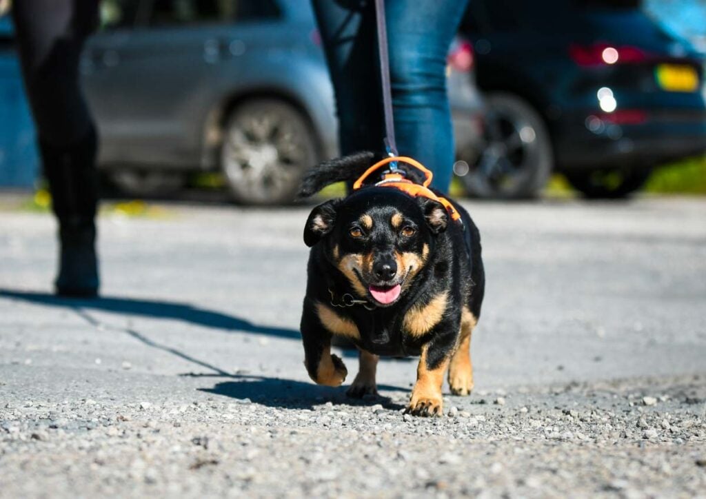 mantrailing UK dog