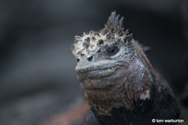 Galapagos, Ecuador: Marine Iguanas – Darwin’s Imps of Darkness