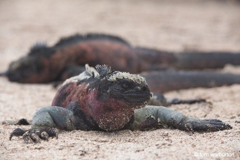 Marine Iguana basking on the sand