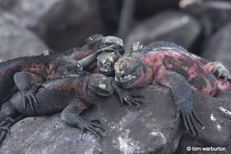 a group of marine iguanas on a rock